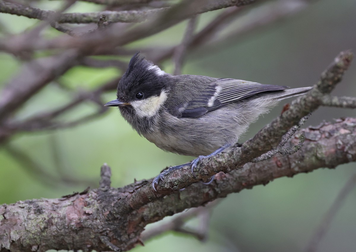 Coal Tit - ML587464171