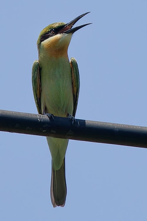 Blue-tailed Bee-eater - ML587464601