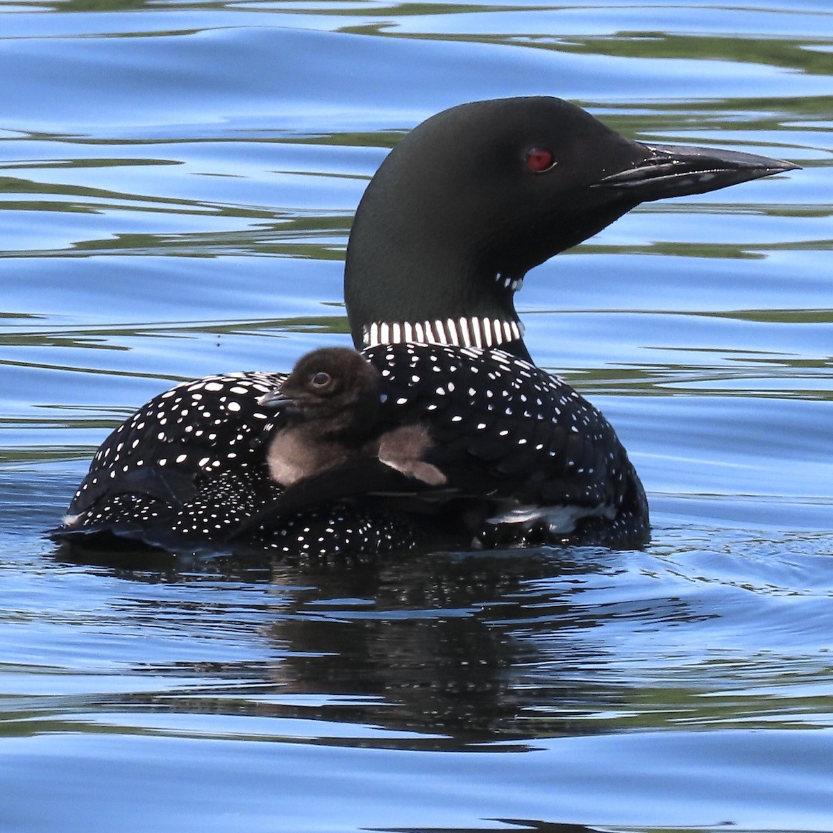 Common Loon - ML587464651