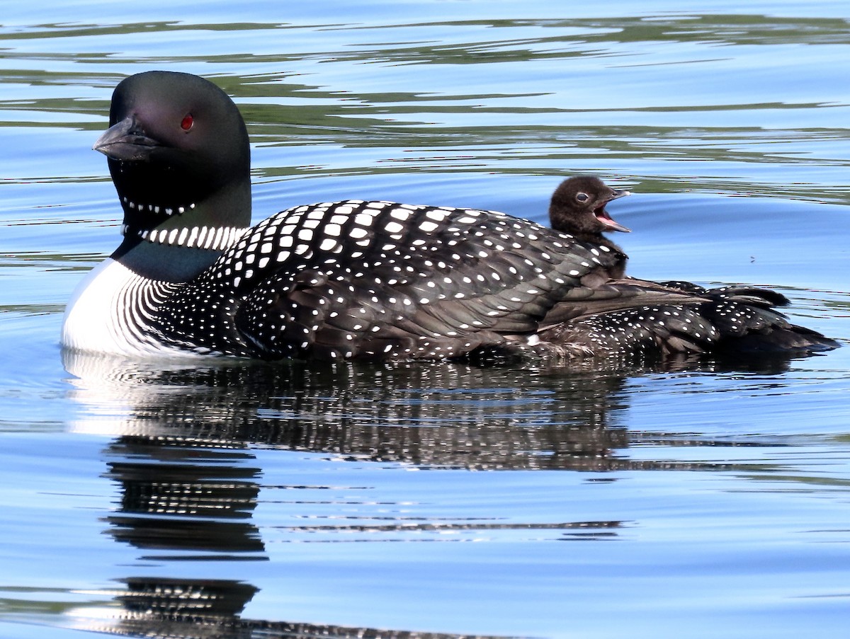 Common Loon - Sue Wetmore