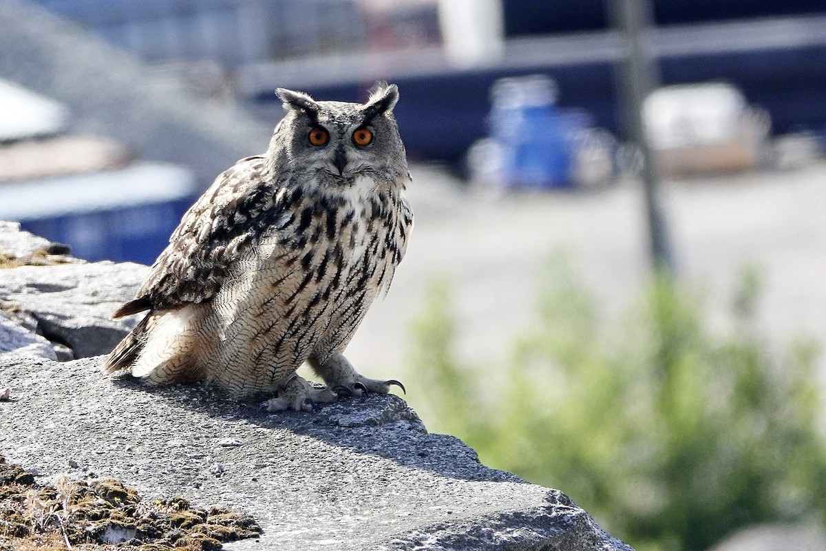 Eurasian Eagle-Owl - Sami Tuomela