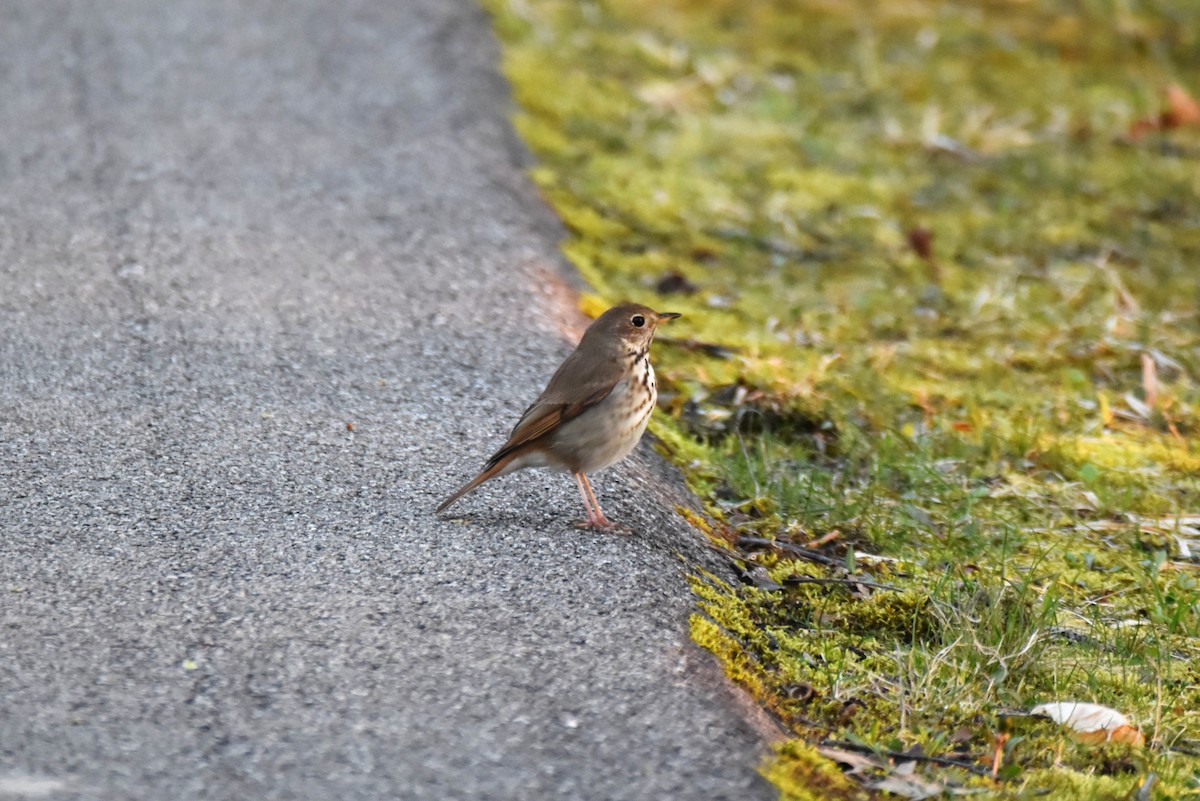 Hermit Thrush - ML587465861