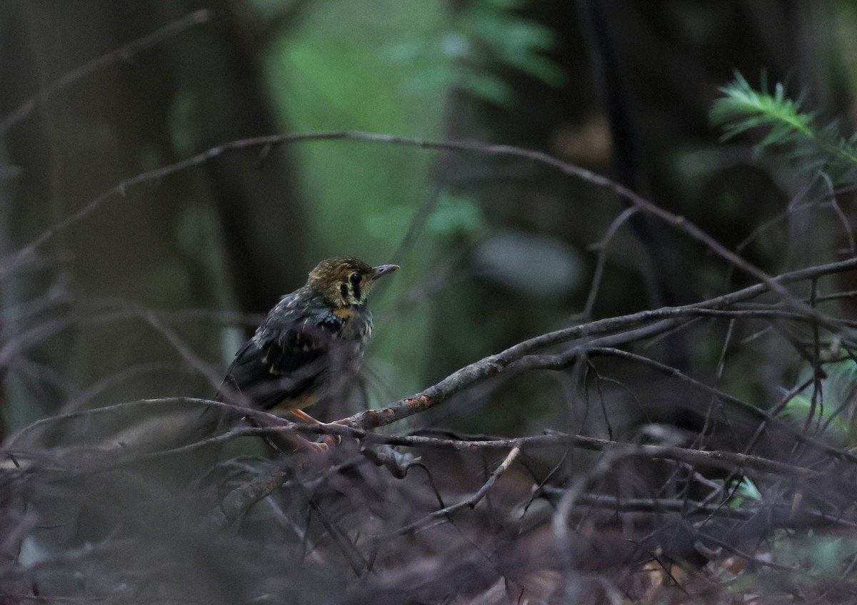 Orange-headed Thrush - ML587465961