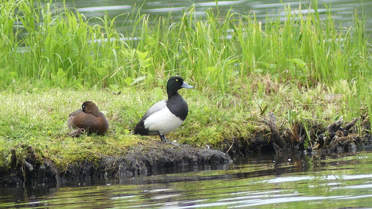 Greater Scaup - ML587466851