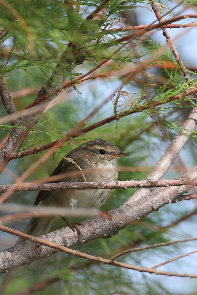 Dusky Warbler - ML587467161