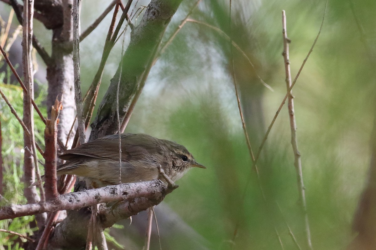 Dusky Warbler - ML587467171