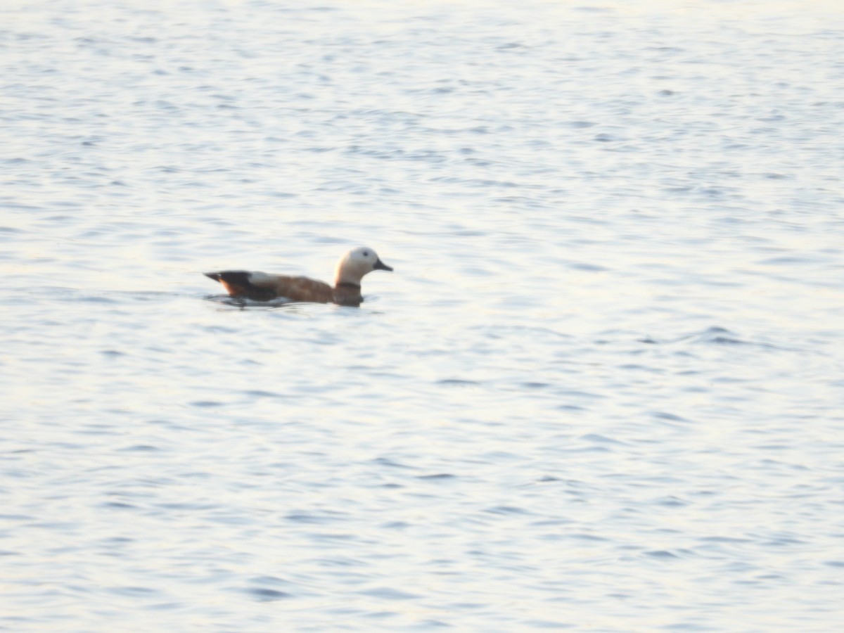 Ruddy Shelduck - ML587467641