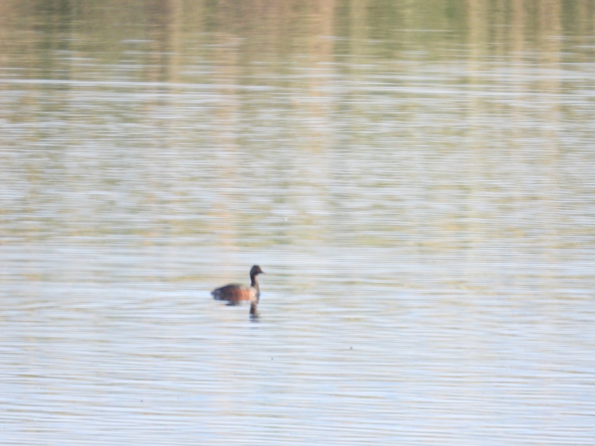 Eared Grebe - ML587467721