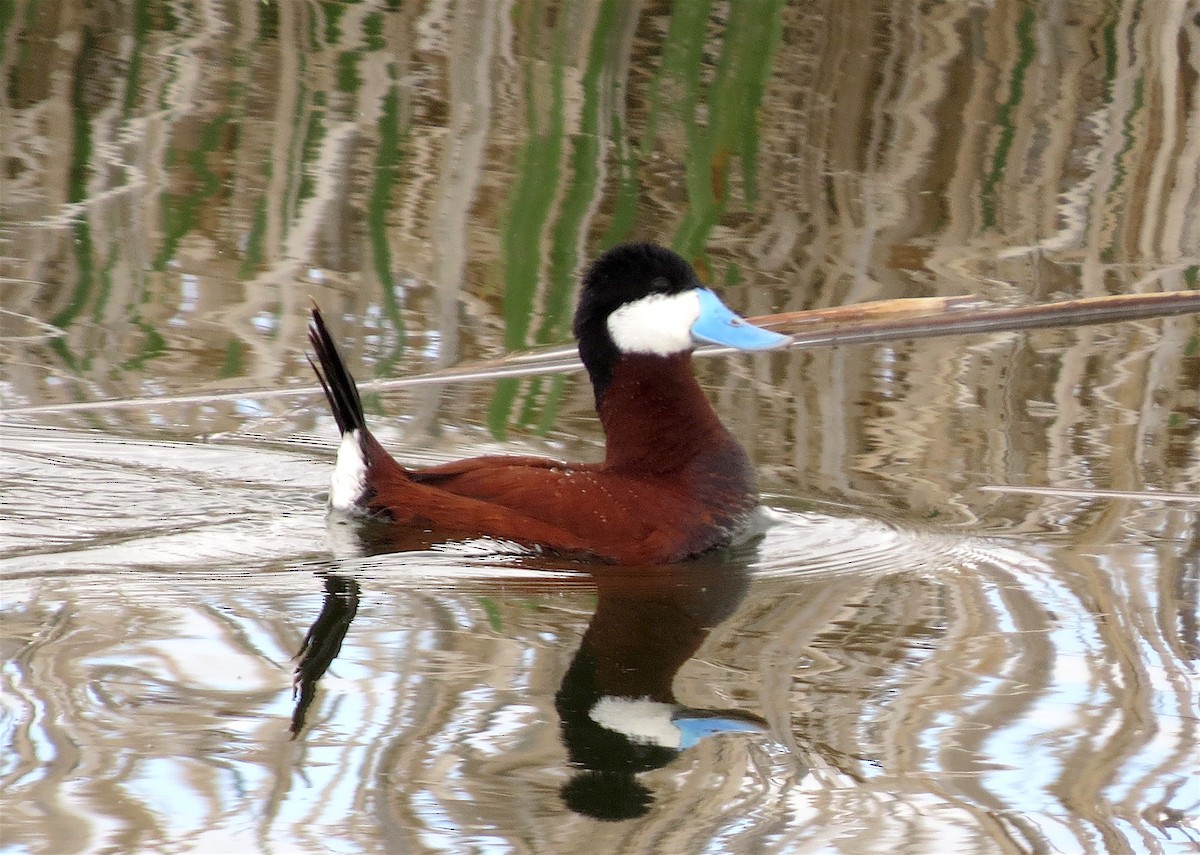 Ruddy Duck - ML58746831