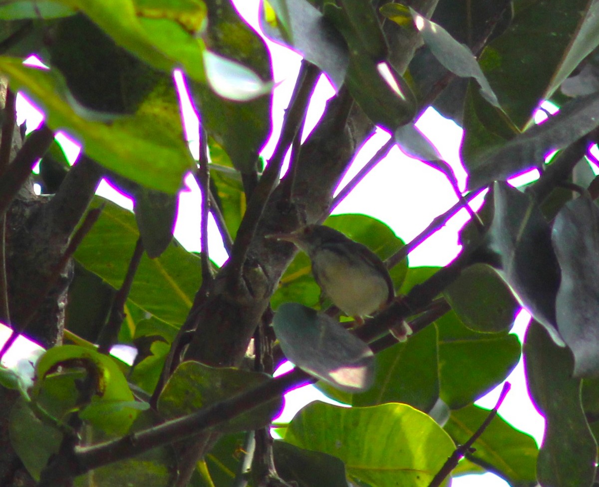 tailorbird sp. - ML587468711