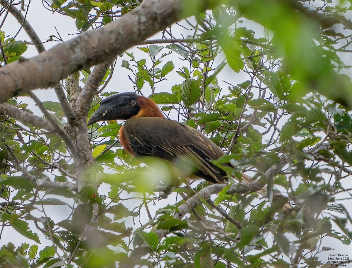 Rufous Hornbill (Southern) - Kevin Pearce