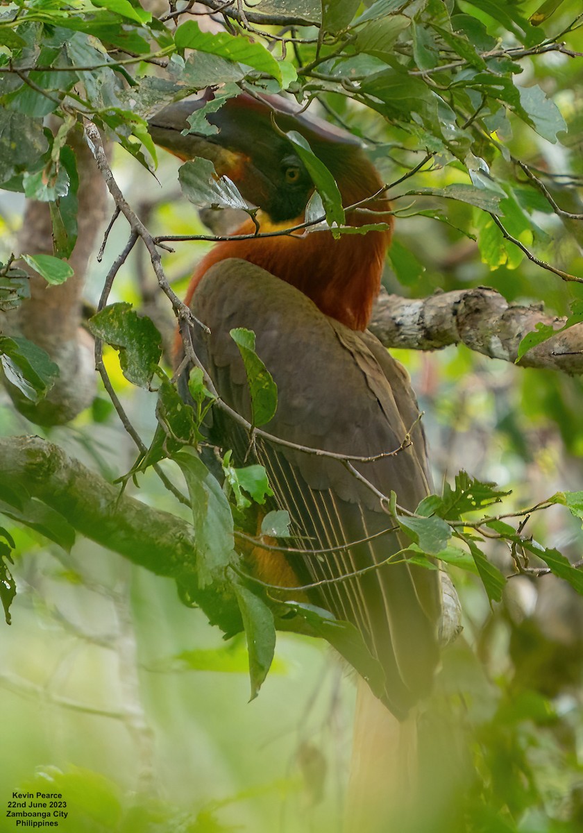 Rufous Hornbill (Southern) - ML587469191