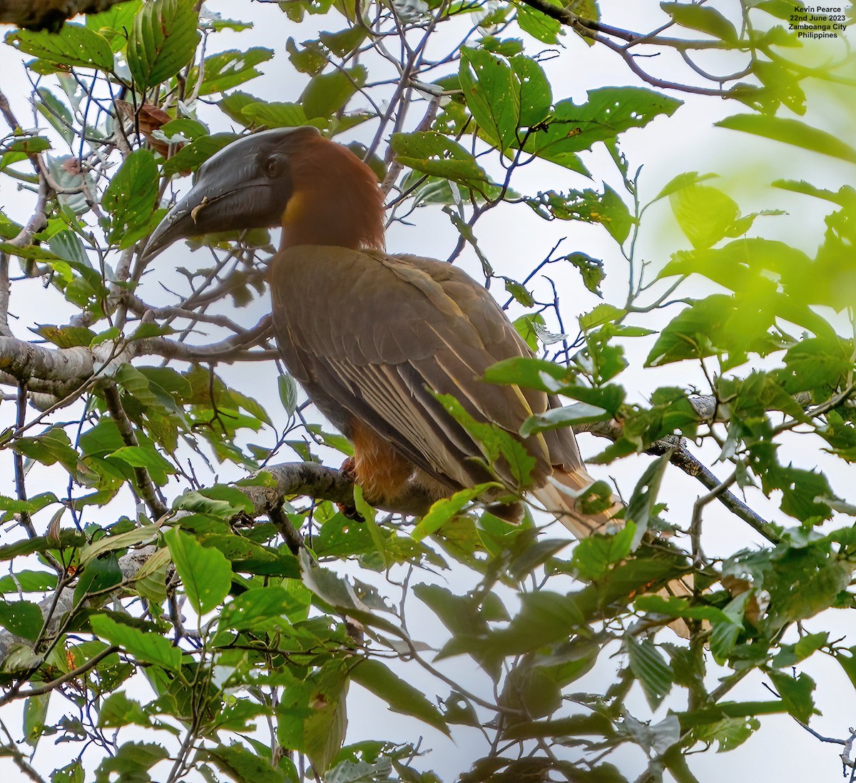 Rufous Hornbill (Southern) - ML587469221