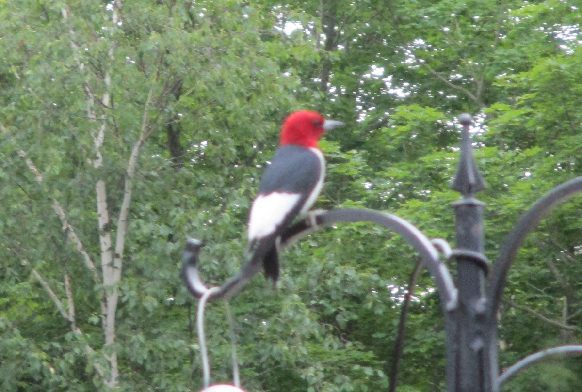 Red-headed Woodpecker - ML587470091