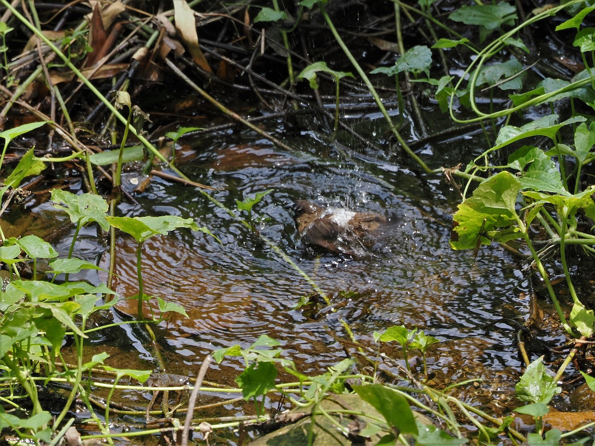 White-rumped Munia - ML587470261