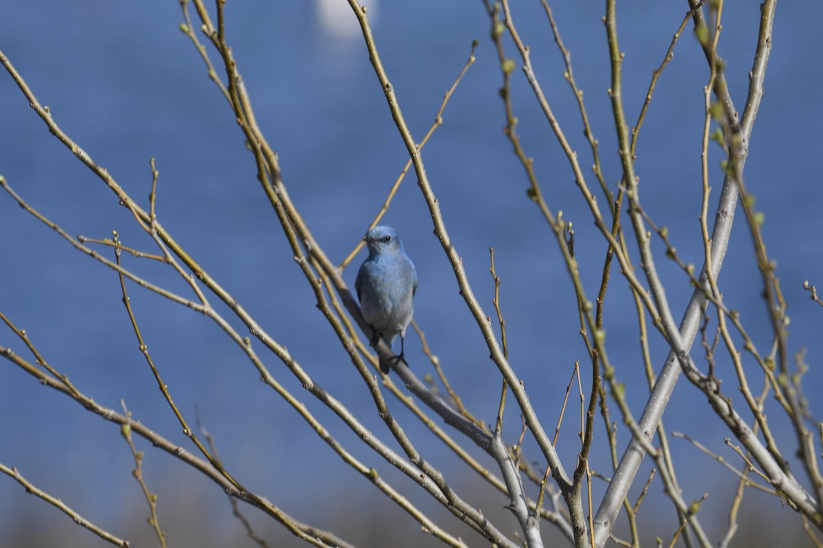 Mountain Bluebird - ML587471111