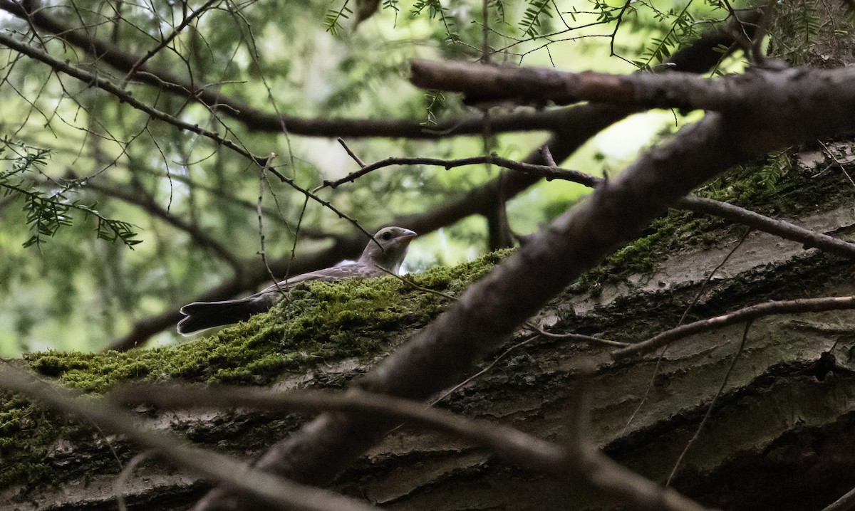 Brown-headed Cowbird - ML587471241