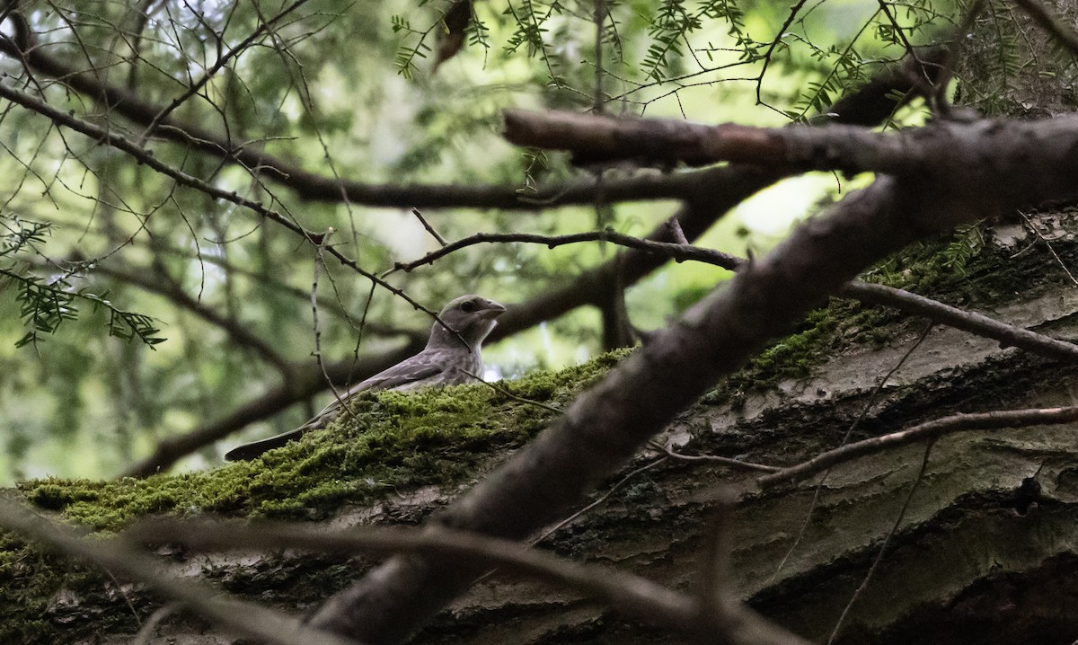 Brown-headed Cowbird - ML587471251