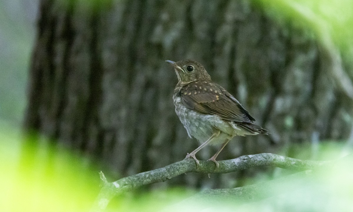 Veery - ML587471261