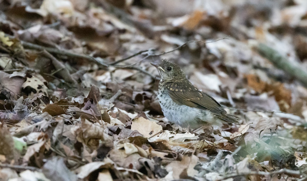 Veery - ML587471281