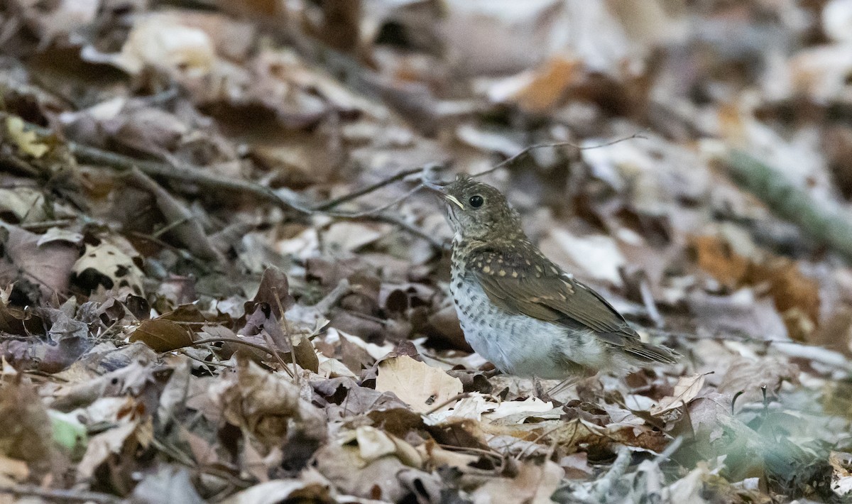 Veery - ML587471291