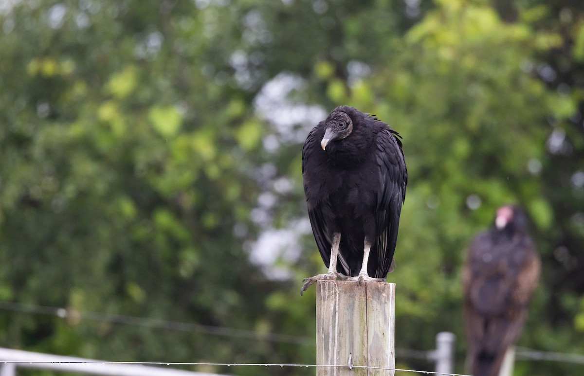 Black Vulture - Jay McGowan