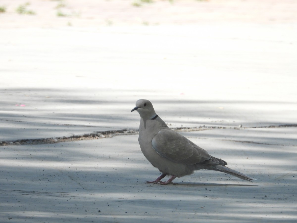 Eurasian Collared-Dove - ML587472101