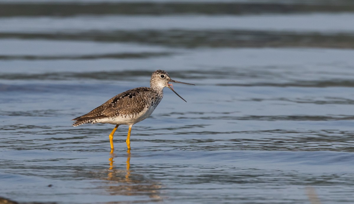 Greater Yellowlegs - ML587473021