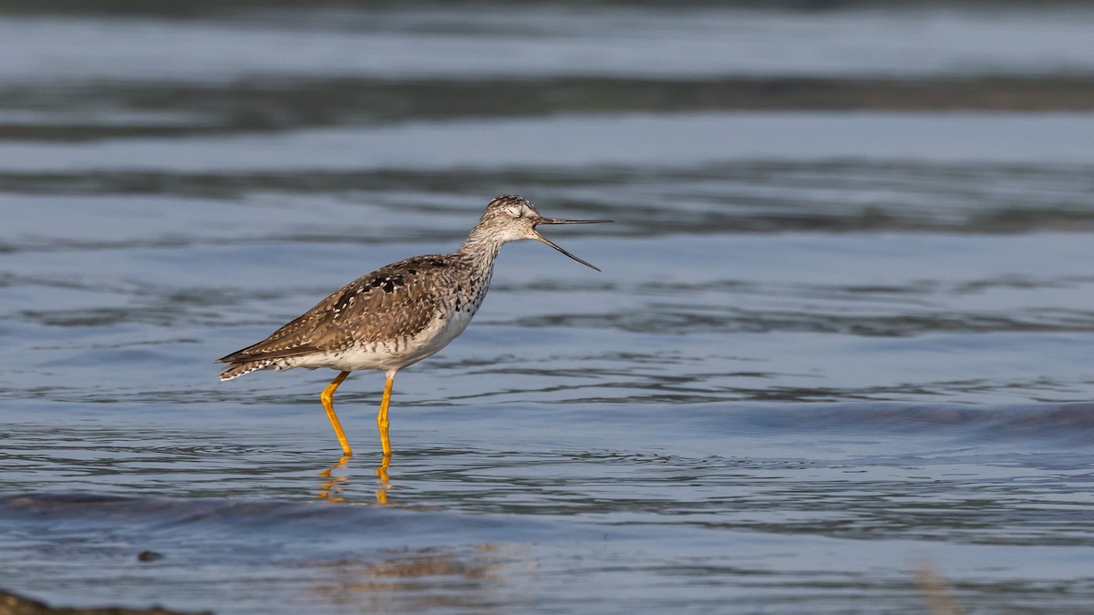 Greater Yellowlegs - ML587473061