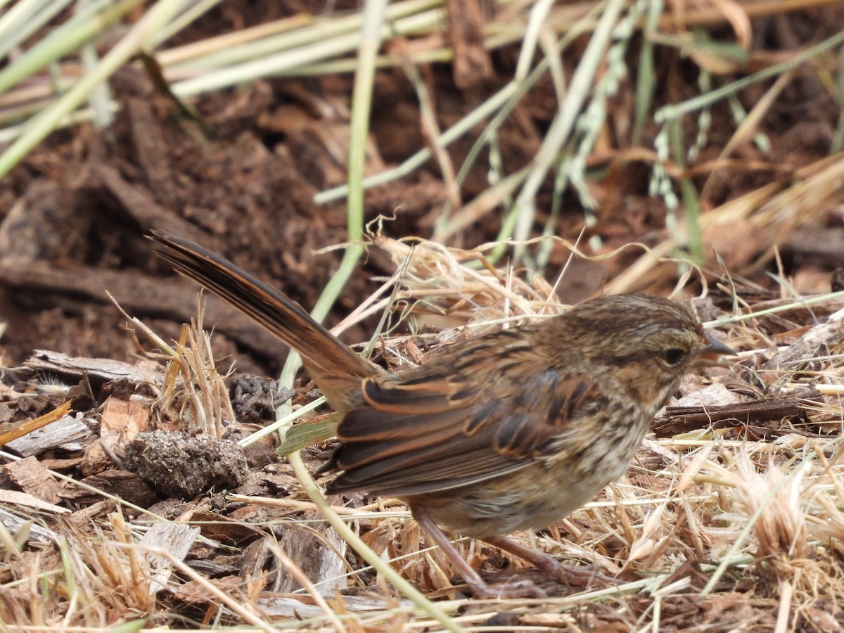 Song Sparrow - Susan Benedict