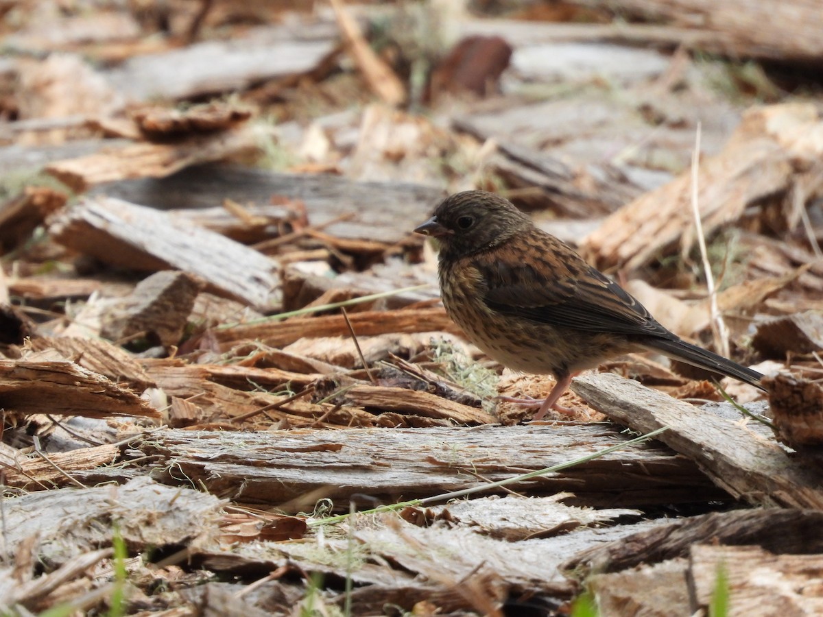 Junco ardoisé (groupe oreganus) - ML587473471