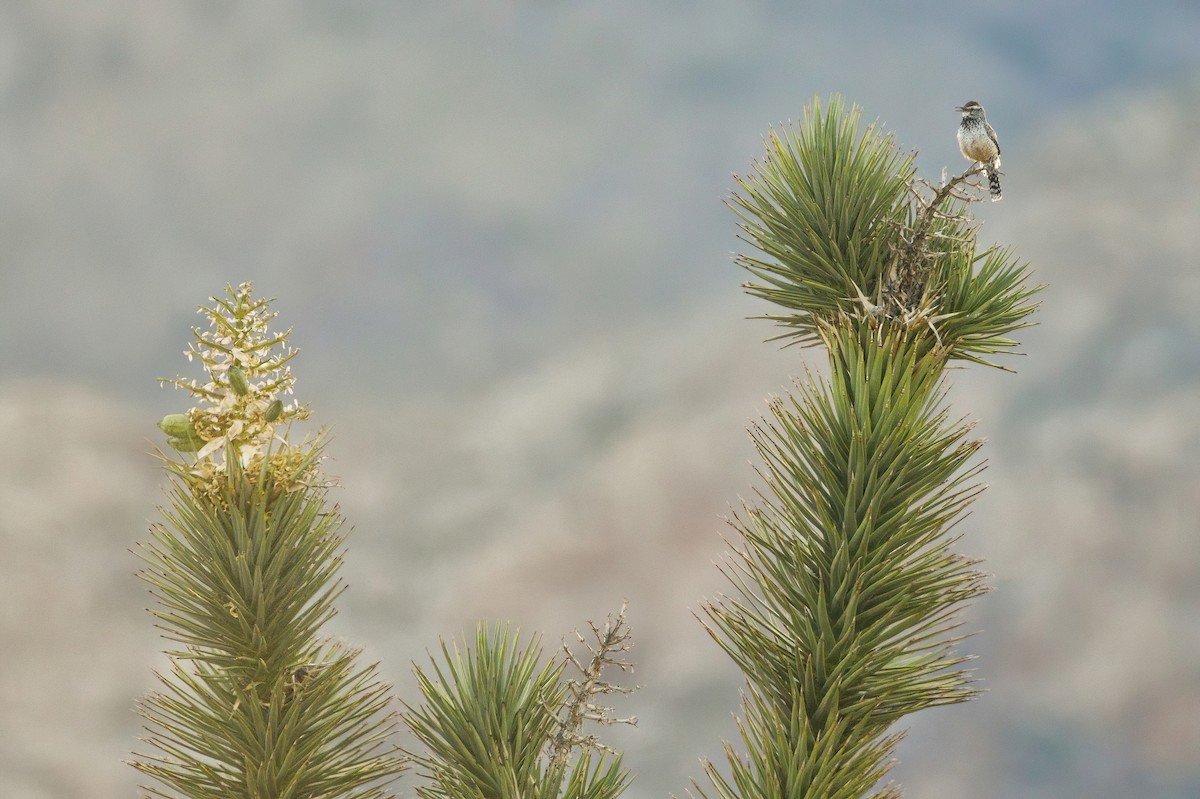 Cactus Wren - ML587474961