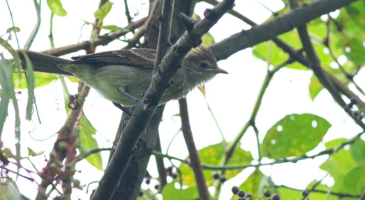 Brownish Elaenia - Benjamin Hack