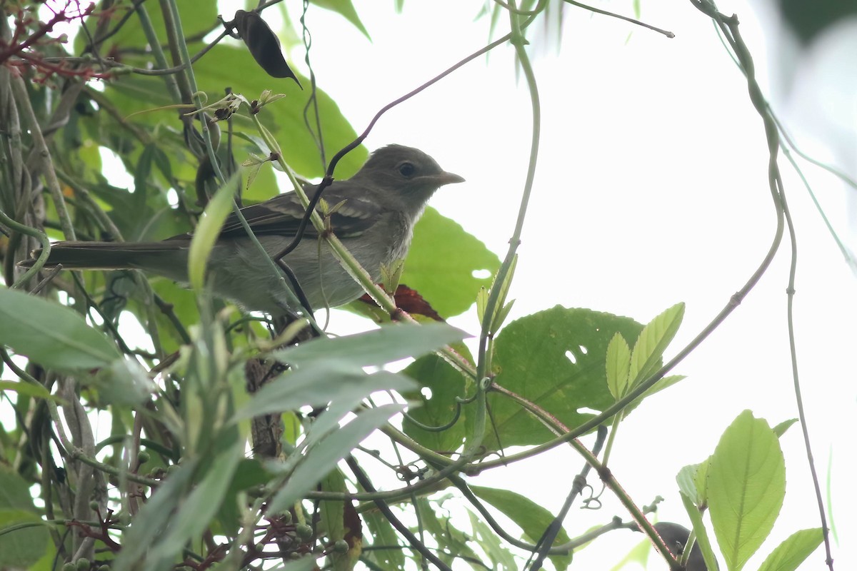 Brownish Elaenia - ML587475661