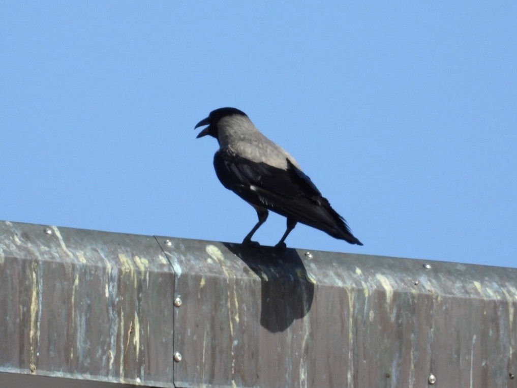 Hooded Crow - ML587475721
