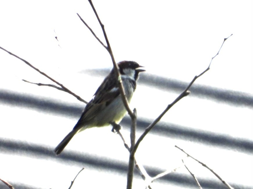 Eurasian Tree Sparrow - ML587475731