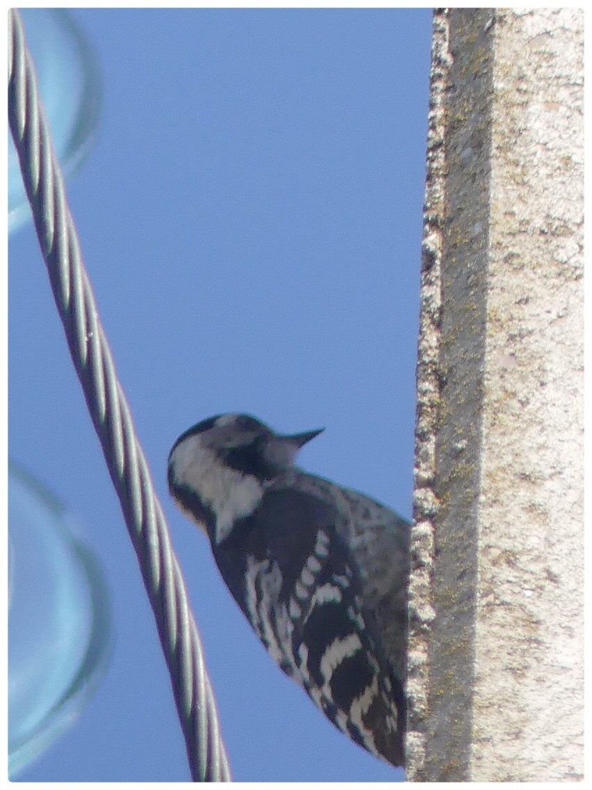 Lesser Spotted Woodpecker - ML587479021