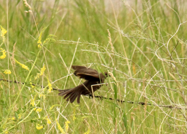 Brown-headed Cowbird - ML587479491