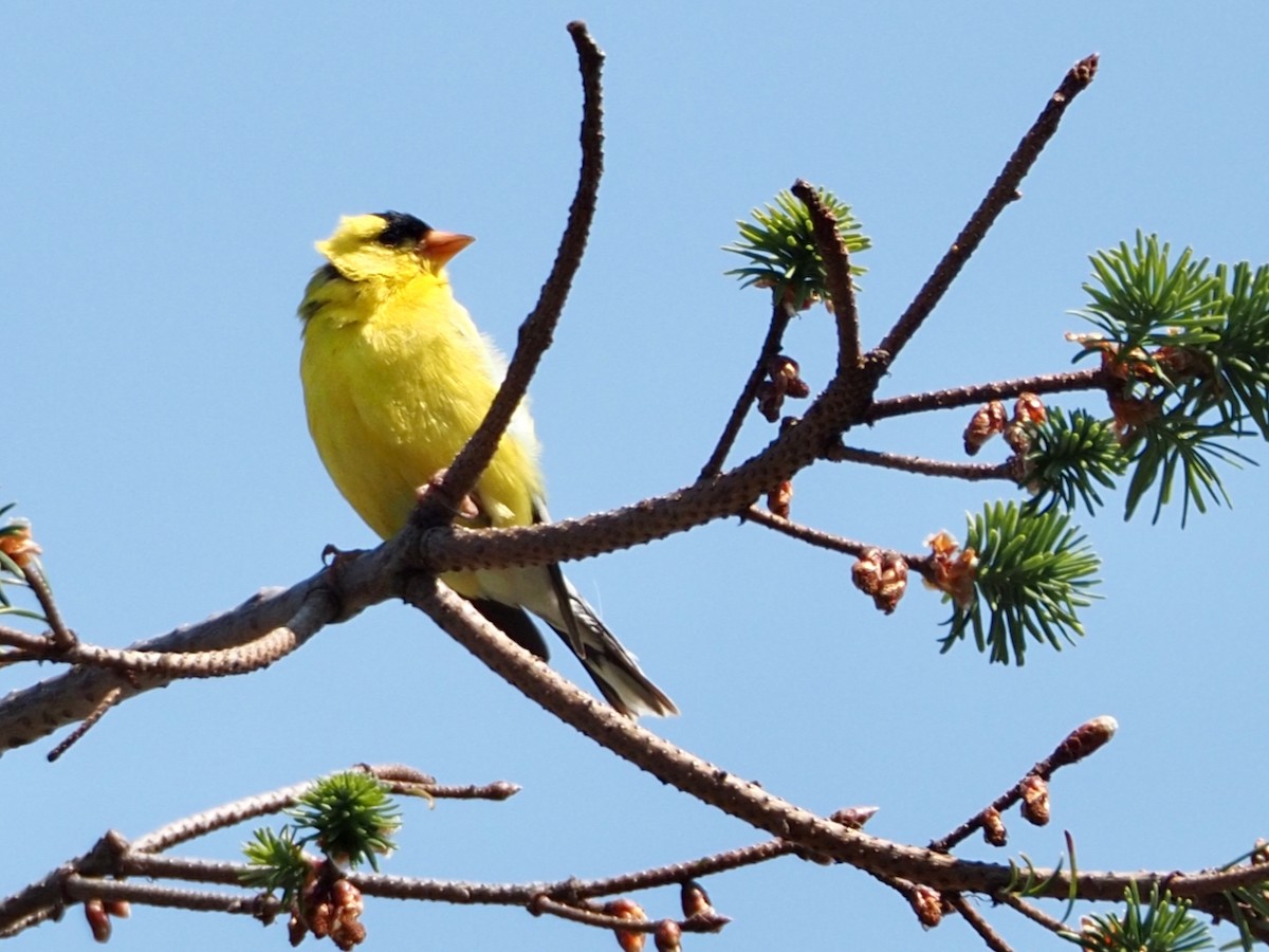 American Goldfinch - ML587481391