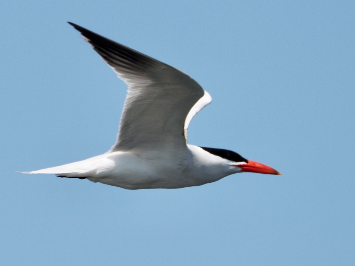 Caspian Tern - ML587481501