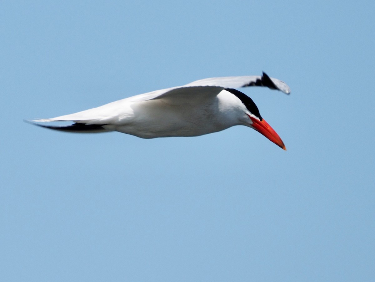 Caspian Tern - ML587481511