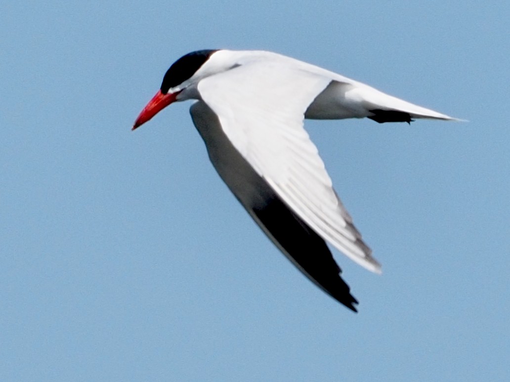 Caspian Tern - ML587481521