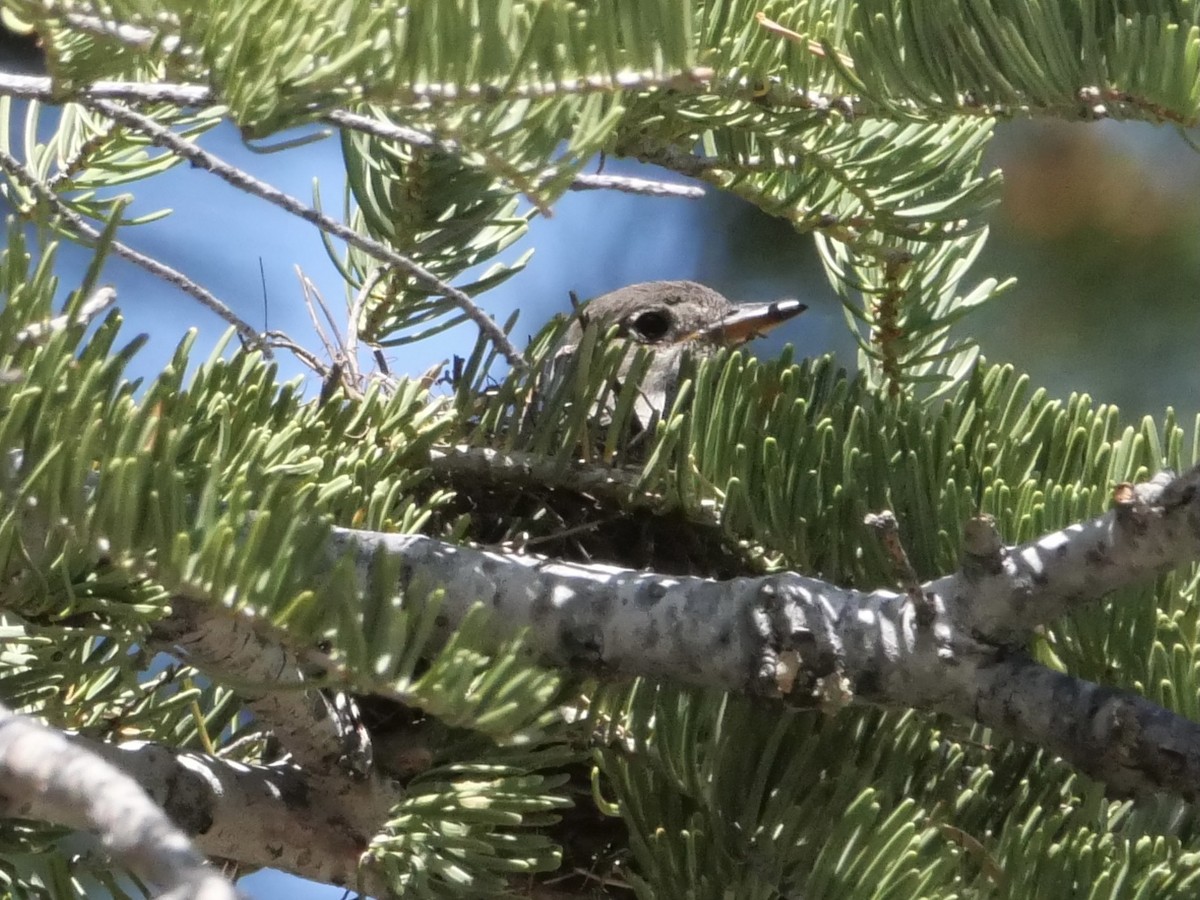 Olive-sided Flycatcher - Chris Wills