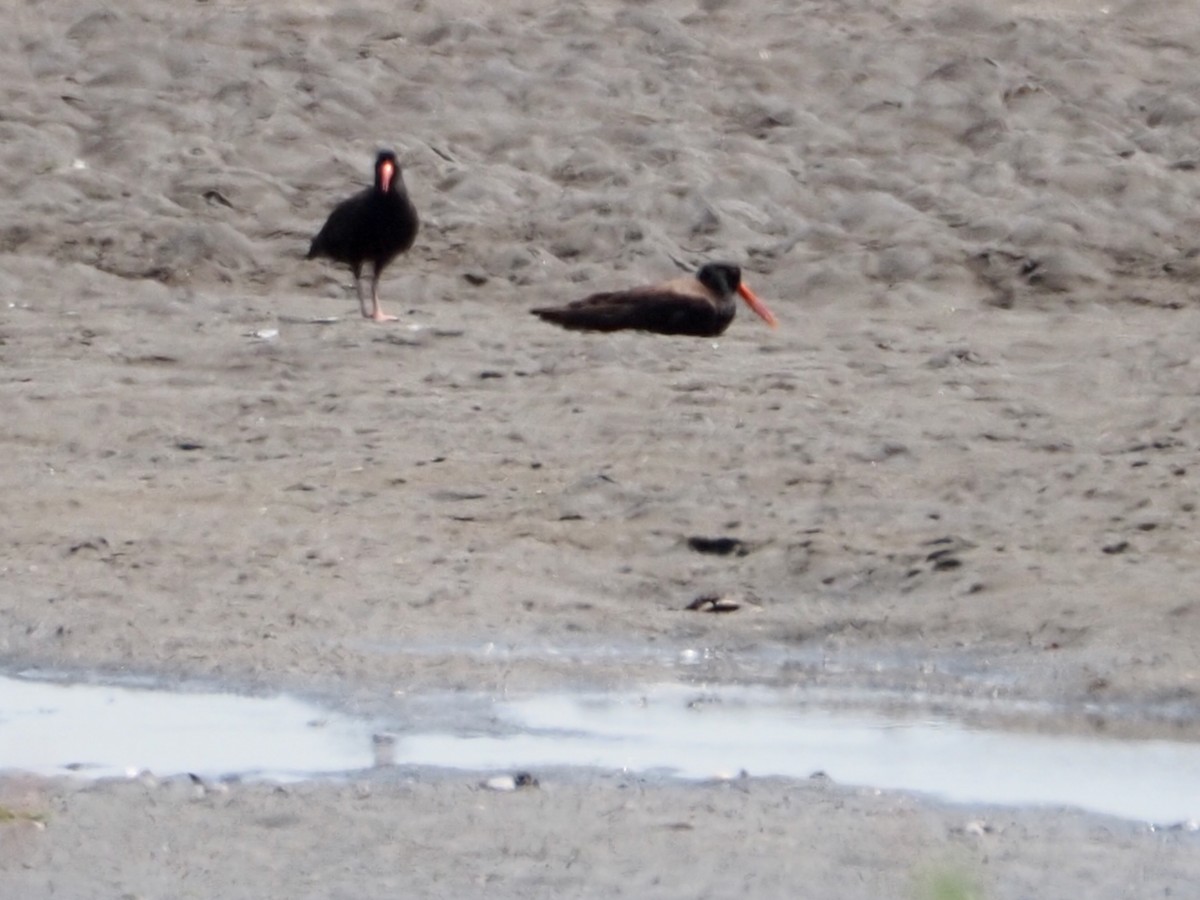 Black Oystercatcher - Wendy Feltham