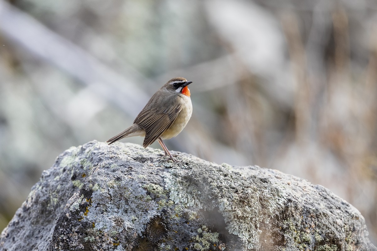 Siberian Rubythroat - ML587483851