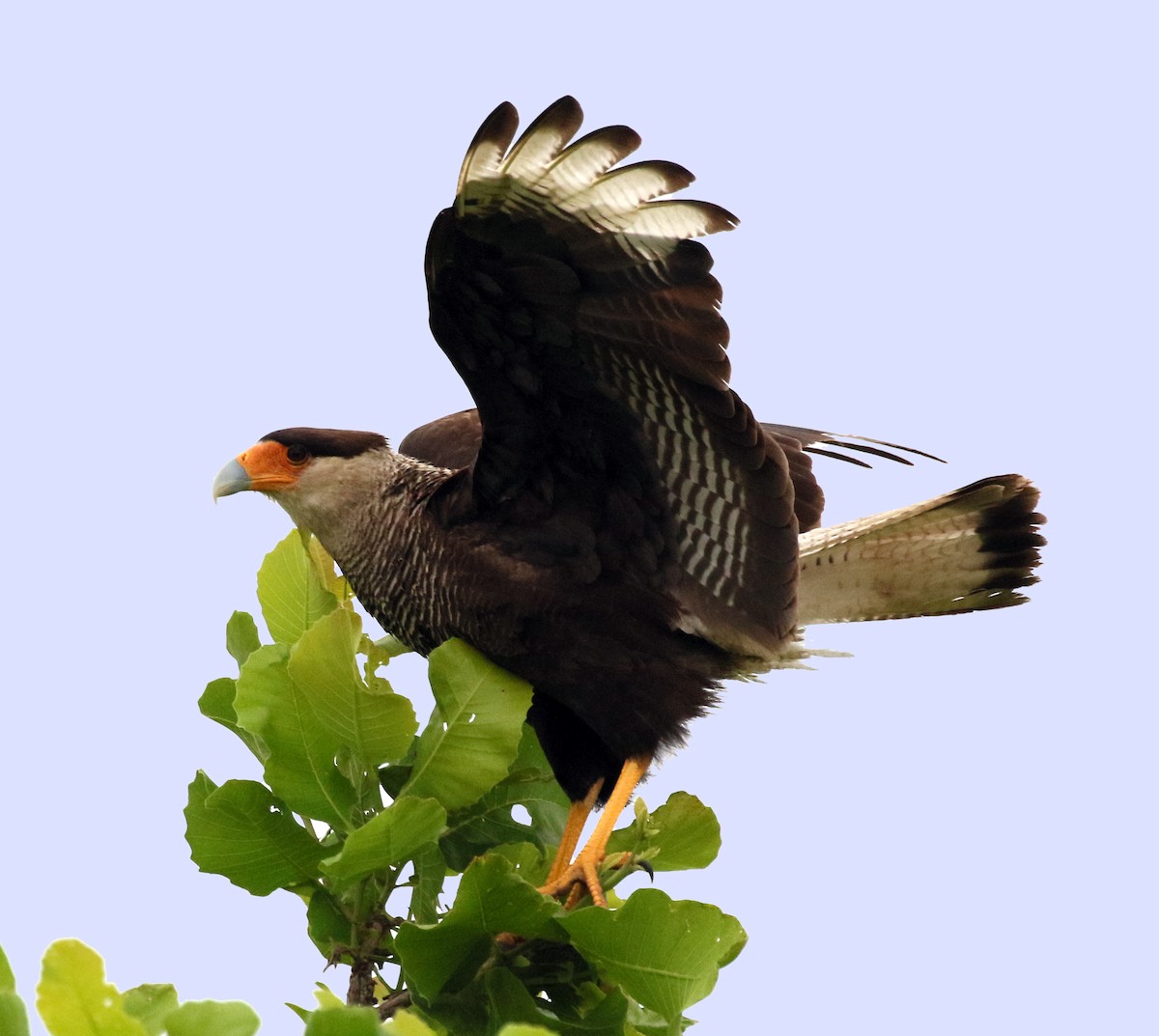 Crested Caracara (Southern) - ML58748401