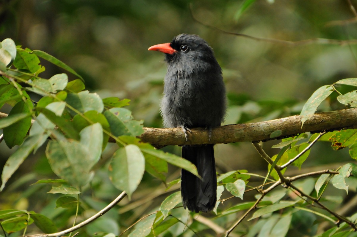 Black-fronted Nunbird - ML587484351