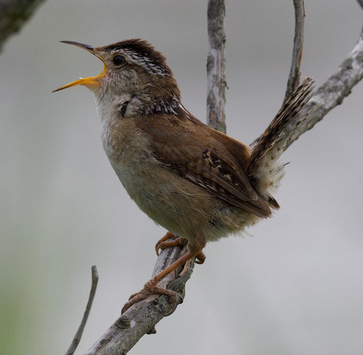 Marsh Wren - ML587484451