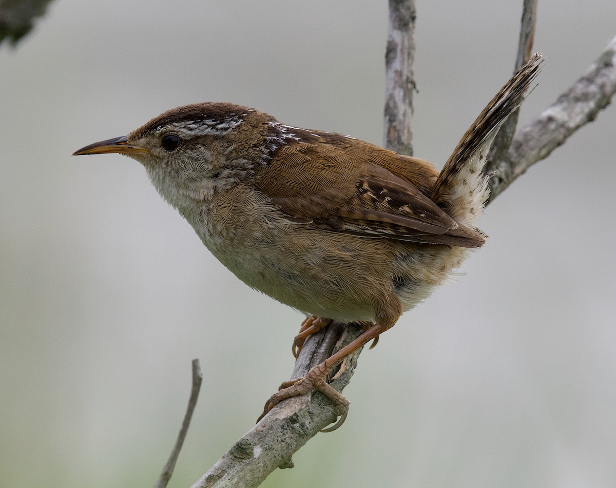 Marsh Wren - ML587484461