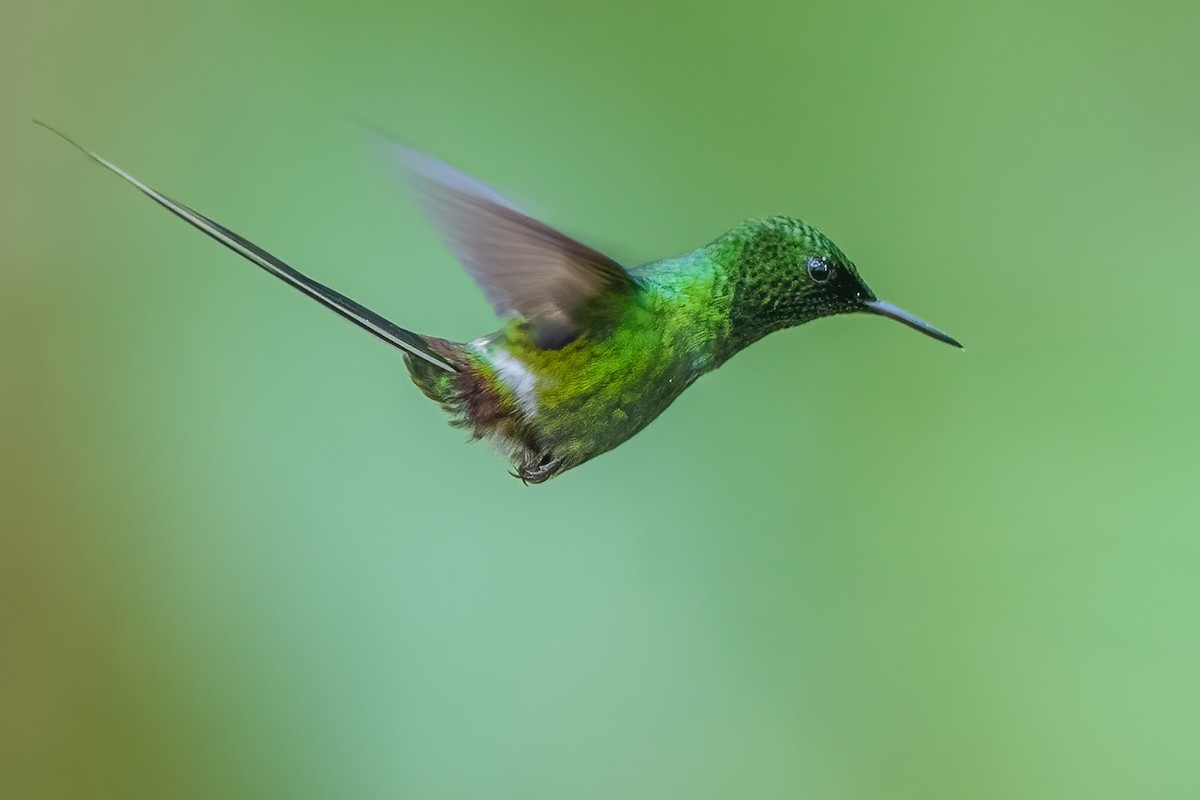 Green Thorntail - Ngoc Sam Thuong Dang